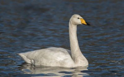 Fantastic Irish winter birds and where to find them!